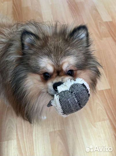 Померанский шпиц медвежьего типа