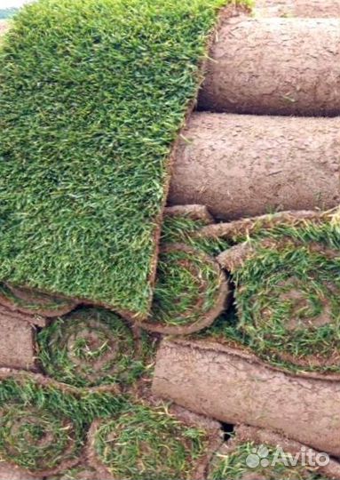 Рулонный газон