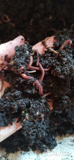 Червь Владимирский старатель