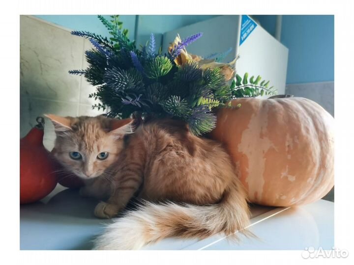 Котенок рыжая девочка 3 мес