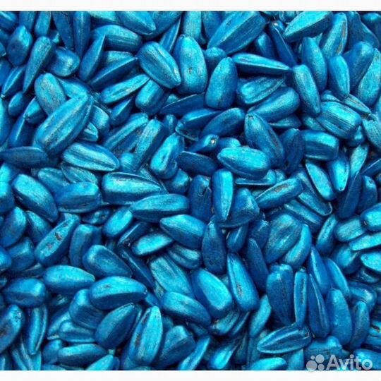 Семена подсолнечника Евролайтинг