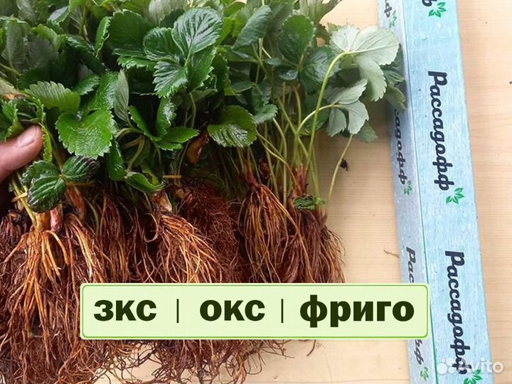Рассада клубники. Оптом