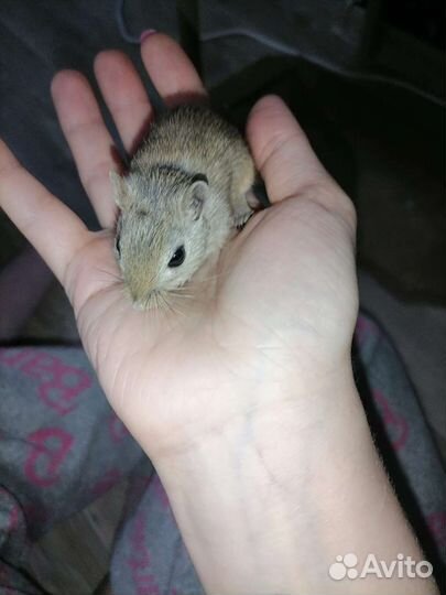 Монгольская песчанка