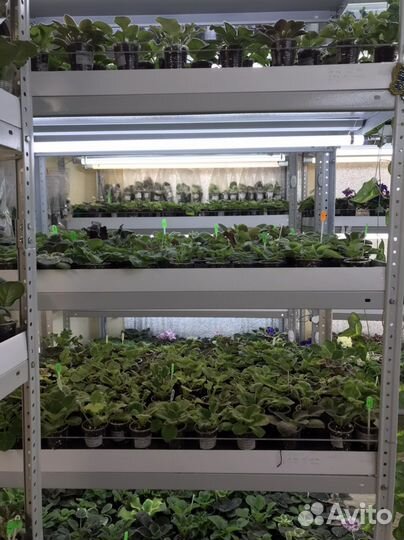 Фиалки(детки)