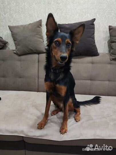 Собака в добрые руки