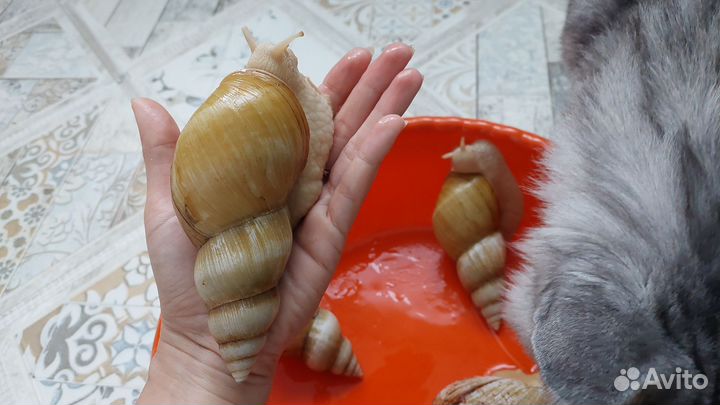 Улитки Ахатины разные виды