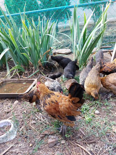 Декоративные курочки и петушки