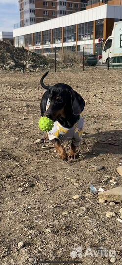 Передержка собак, грызунов догситтер зооняня