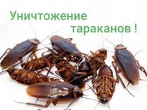 Уничтожение тараканов клопов дезинфекция
