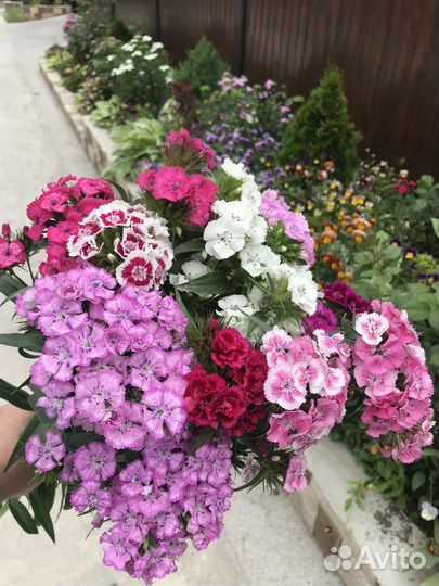 Садовые Цветы