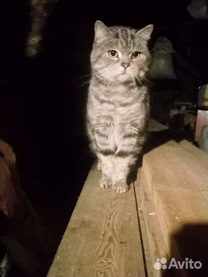 Породистый котик
