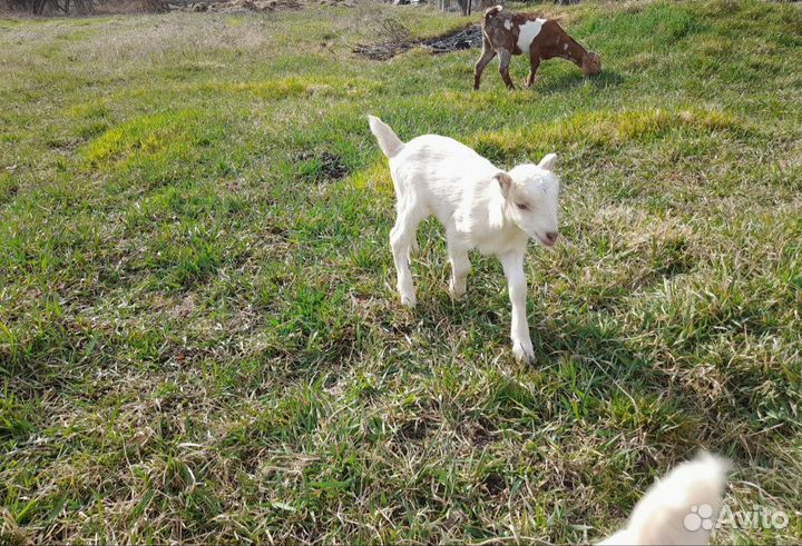 Козочки ламанча