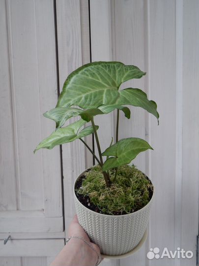 Сингониум сорта White Butterfly (Белая Бабочка)