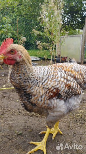 Куры породы Билефельдер