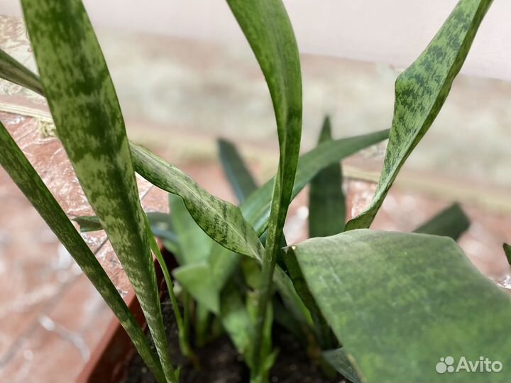 Сансевиерия или Тёщин язык