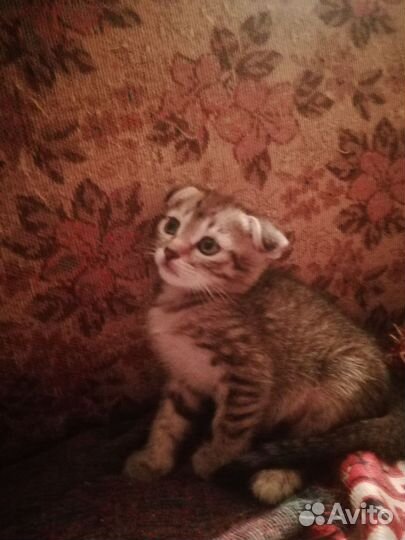 Котята шотландские вислоухие и прямоухие