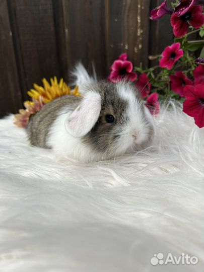 Кролик карликовый вислоухий декоративный