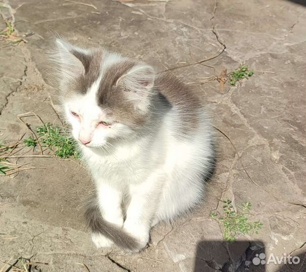 Котята норвежской лесной кошки