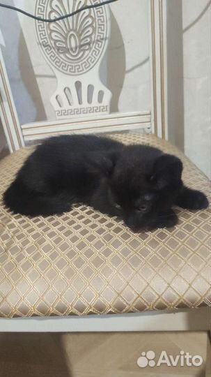 Котята красавчики