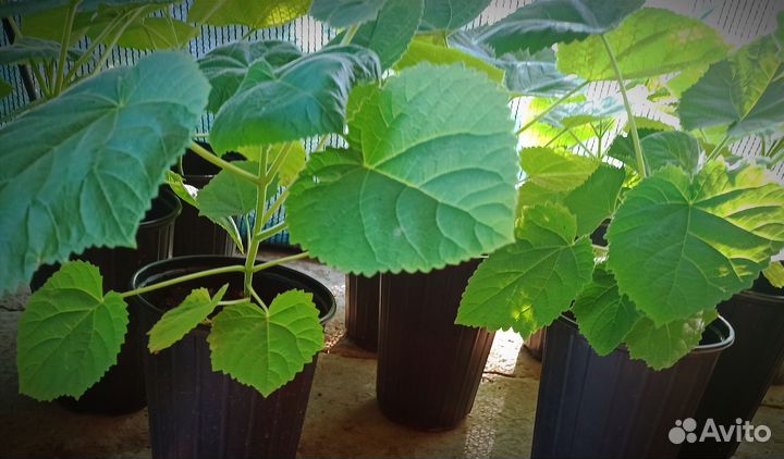 Павловния войлочная зкс