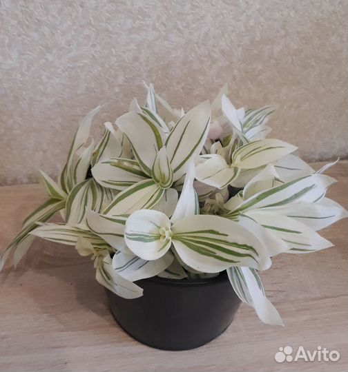 Традесканция белая