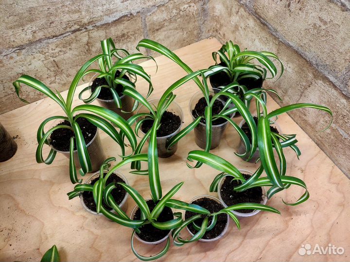 Комнатные разные. Цены в описании