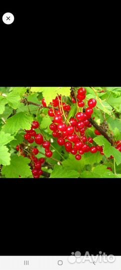 Смородина красная и белая