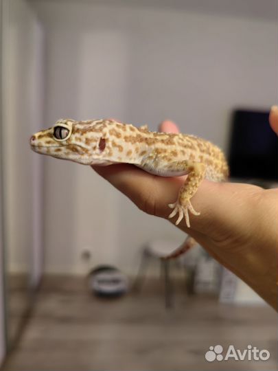 Эублефар самка