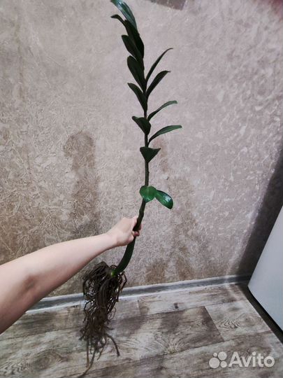 Замиокулькас