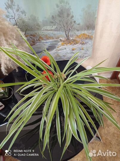 Хлорофитум полосатый