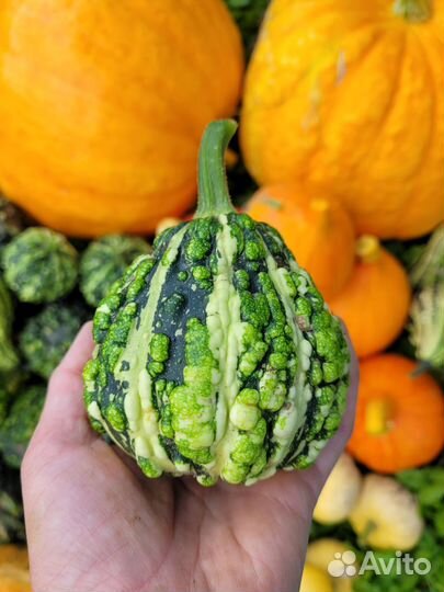 Тыква декоративная