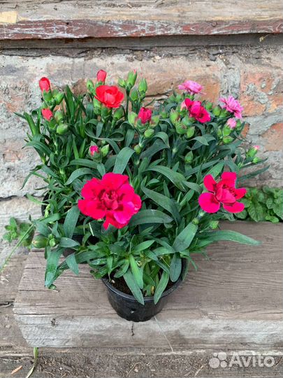 Гвоздика садовая многолетняя