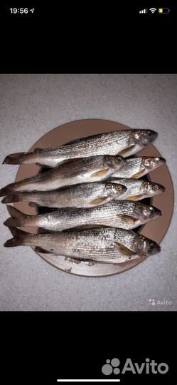 Рыба хариус