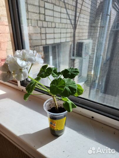 Комнатные цветы