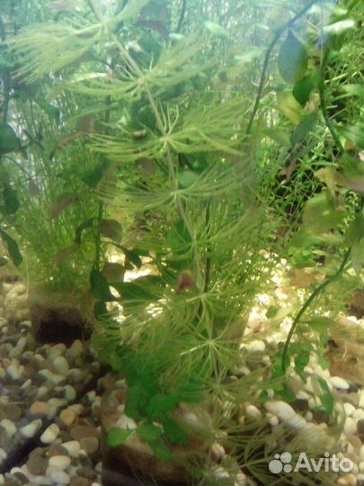 Роголистник