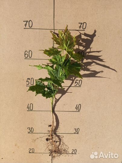 Саженцы канадского клена 50 см