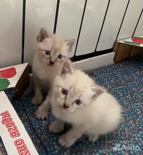 Тайская кошечка