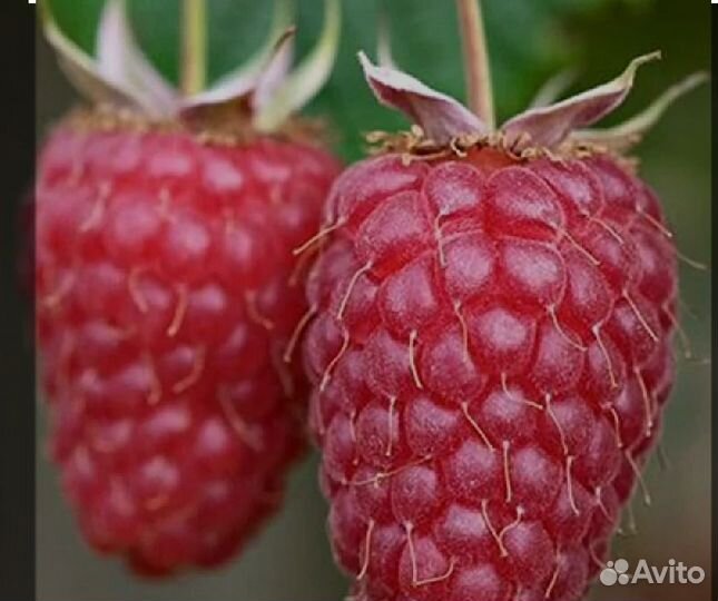 Ремонтантная малина