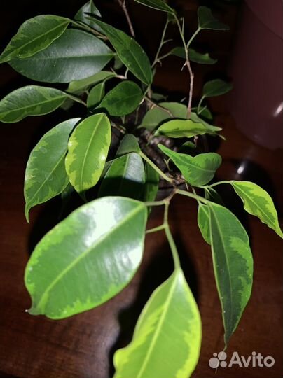 Домашние растения