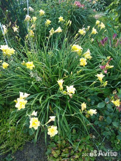 Лилейники сортовые