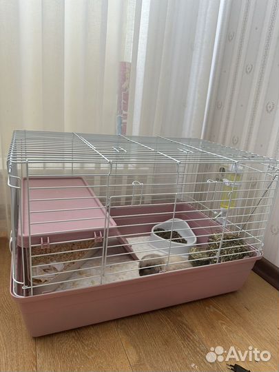 Карликовый кролик