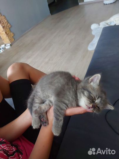 Шотландские котята