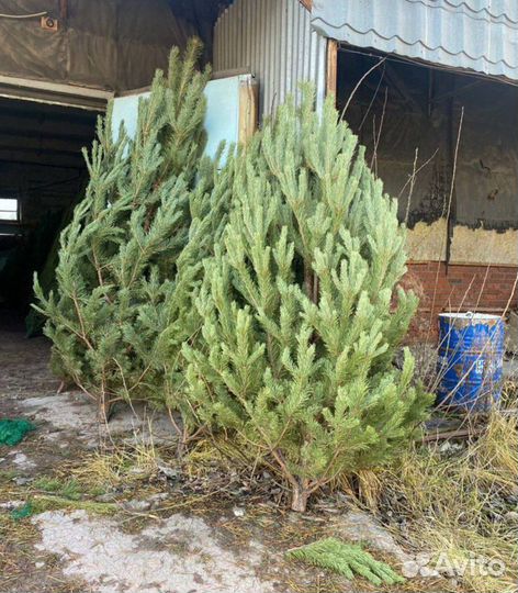 Ель новогодняя живая малый опт и розница