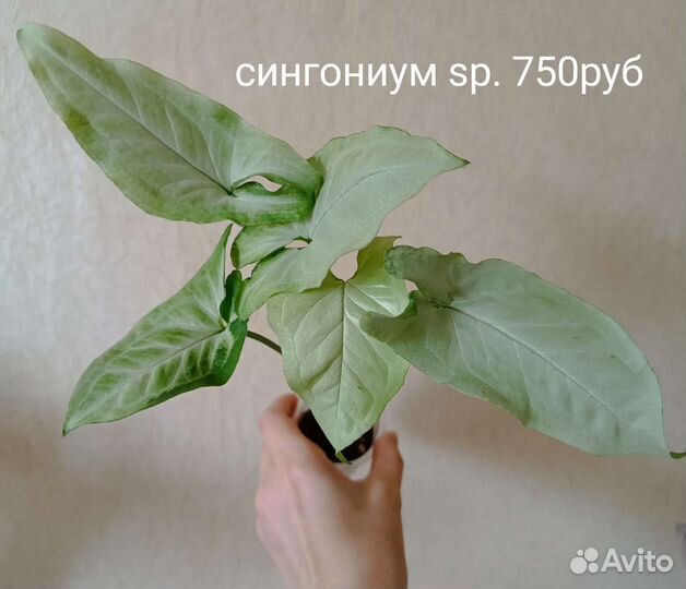 Красивые домашние растения