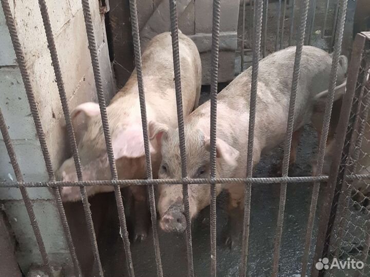 Паросята Дюрок,месячные