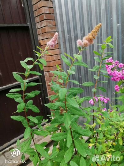 Спирея билларда