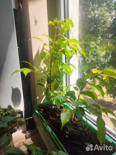 Фикус бенджамина