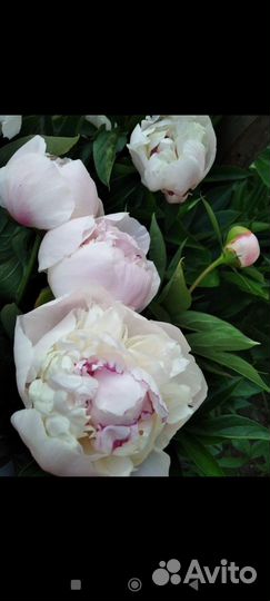 Пионы, щебетская малина, гортензия