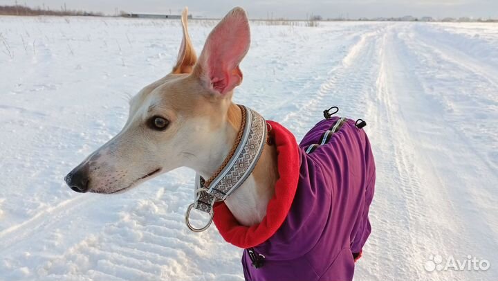 Ошейник для собак