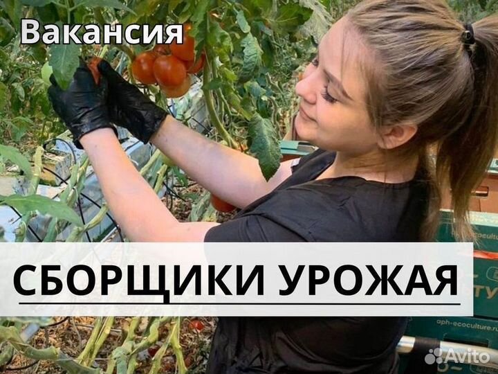 Сборщик урожая